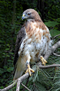 Coopers Hawk Photograph - Coopers Hawk by Dave Mills