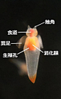 海天使的搜索结果_百度图片搜索