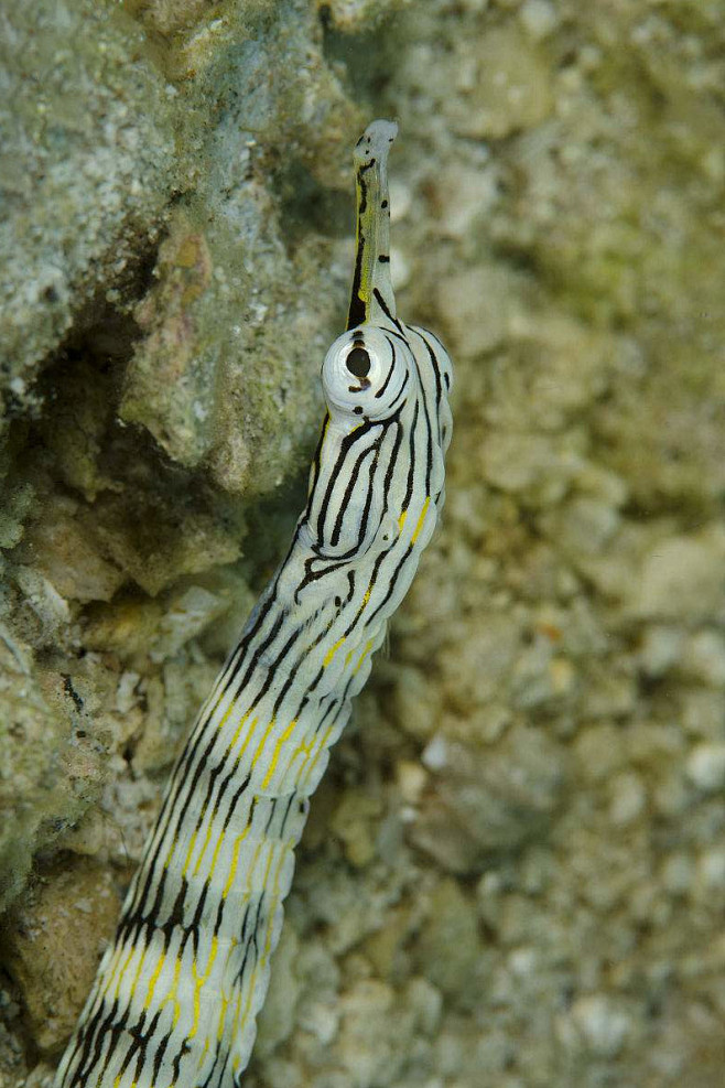 海龙目网络海龙