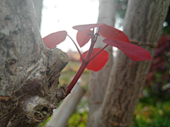 幸福小街采集到花