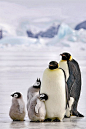 现存于世的企鹅有18种，它们分别是小白鳍企鹅、白鳍企鹅、黄眼企鹅、麦哲伦企鹅、秘鲁企鹅、加拉帕戈斯企鹅、帝企鹅、王企鹅、阿德里企鹅、南极企鹅、巴布亚企鹅、史氏角企鹅、角企鹅、响弦角企鹅、马可罗尼角企鹅和直冠角企鹅。