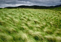 山野草浪漂亮的电脑壁纸
 1600×1200