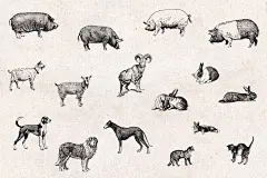 手绘插画家禽动物背景图案Farm Animals Engraving Illustrations