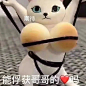 表情包 (51)