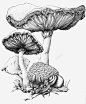 蘑菇 免抠png 设计图片 免费下载 页面网页 平面电商 创意素材