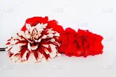 花束,贺卡,情人节,古典式,夏天,生日,白色,花头,纸牌,相框