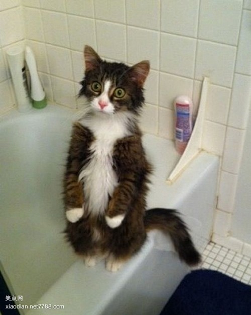 什么，让我洗冷水澡！！！#萌##喵星人#