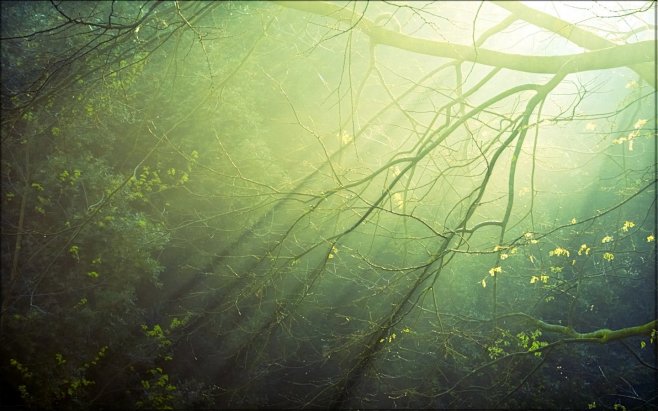 森林 背景的搜索结果_百度图片搜索