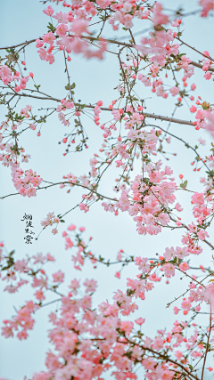 如水·心采集到花·影集