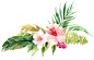 植物PNG