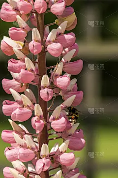大黄蜂,羽扇豆,自然,蜜蜂,禅宗,得克萨斯羽扇豆,社会意识符号,春夏系列,垂直画幅,留白