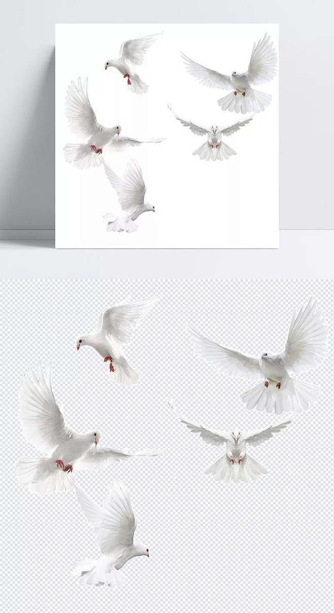 翅膀鸽子素材白色的鸽子和平鸽鸽子图片素材乳鸽飞鸽羽毛鸽子图案飞