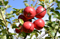General 7360x4912 apple tree red apple food fruit plants apples