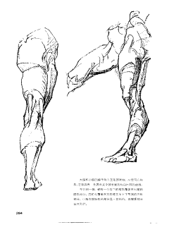 边星采集到关节———膝关节腿部