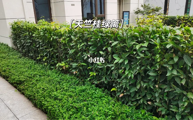 12种常绿高绿篱品种-花瓣网