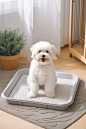 sclark_A_pet_puppy_sits_in_a_room_on_a_pet_tray_the_best_pet_do_c5828991-39d8-4eb3-bc69-eaa26f8d1dc7