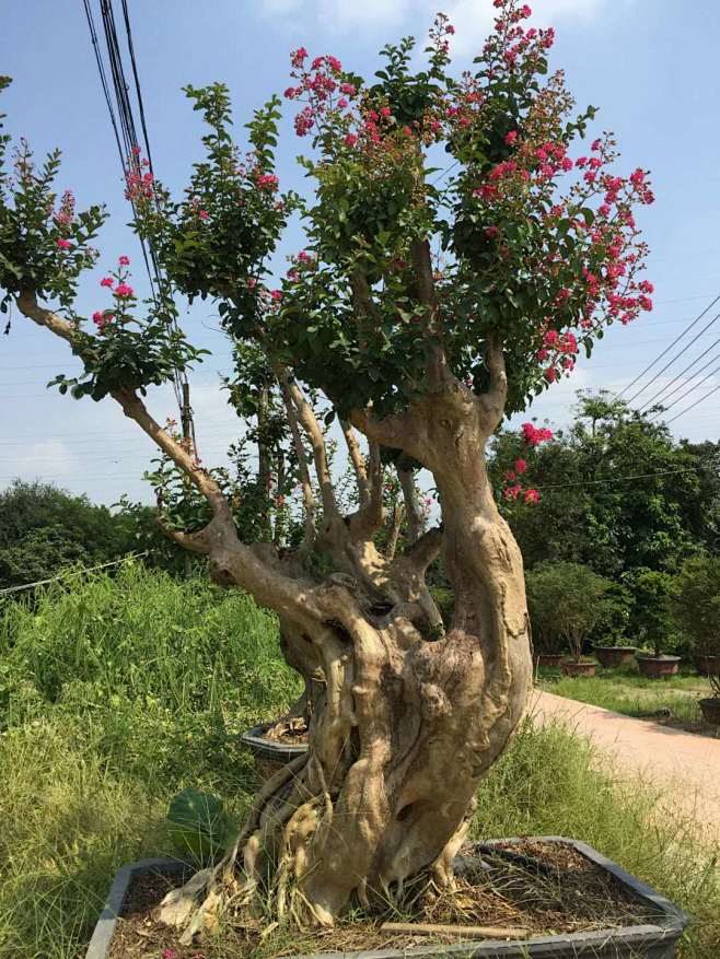 造型紫薇