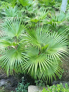 H-种植设计采集到棕榈科植物