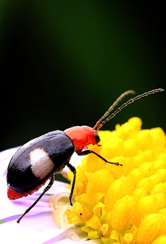 tian™tian采集到结构、昆虫