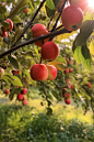 农场新鲜苹果园果树水果农产品摄影图