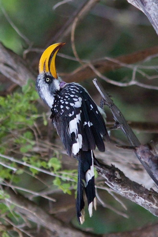 犀鸟目犀鸟科弯嘴犀鸟属黄弯嘴犀鸟