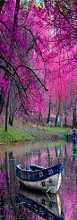 着一树的粉红寄托着怎样的一种情怀呢。。。。。喜欢我的采集 请关注微博：【@XxOo_-每天努力一点】淘宝小店：http://xxoo-hsjqlp.taobao.com