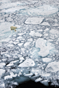 polar bear on ice #萌#