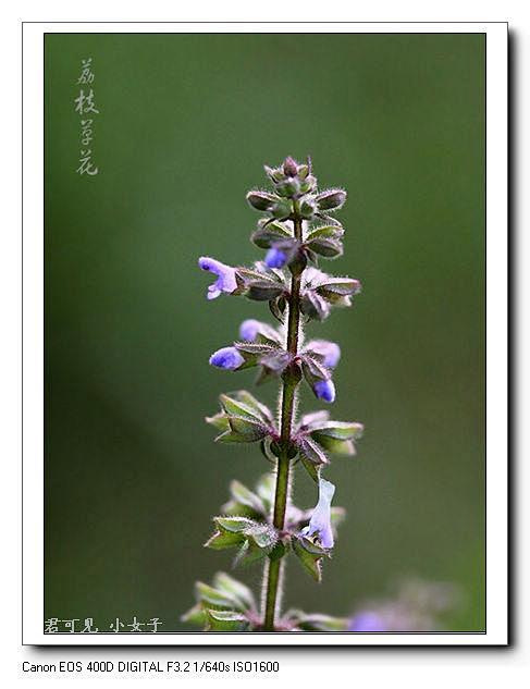 景天树、雪见草、萱草、长卿草、花楹花、重...