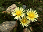 西藏行-叫不上名字的花都是格桑花