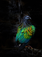 Photograph Nicobar! by Sue Demetriou on 500px尼柯巴鸠（Nicobar Pigeon），大型鸽类，学名Caloenas nicobarica，体长34-40厘米。头部和颈部的长羽为黑灰色，带有紫色金属光泽。上体主要为绿色，带有红铜色光泽。翅膀带有蓝色。下体暗灰色。尾羽白色。虹膜褐色。嘴黑色。腿、脚紫色。