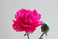 康乃馨,白色背景,粉色,可爱的,贺卡,背景分离,壁纸,色彩鲜艳,石竹科,消息