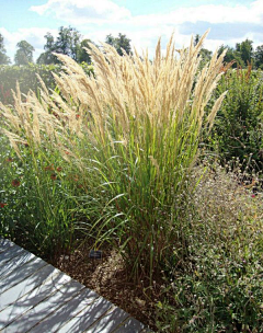 ZOE-zhong采集到观赏草