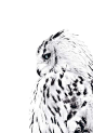 鼓舞人心的艺术为您的家 - 今天买你的墙| Desenio.co.uk : Let The Light In Poster- 50x70See What Happens Poster- 50x70White Owl Poster- 50x70...