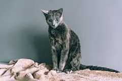 点击来源直接获取大图文件 |刚刚洗完澡的可爱湿漉漉毛茸茸的小猫坐在灰色背景上。宠物和生活方式概念。可爱蓬松的俄罗斯蓝猫洗完澡后的色调肖像。