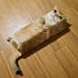 瘦不了工程师
一块猫