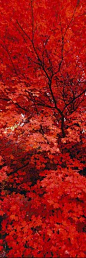 紅葉 Japanese Maple