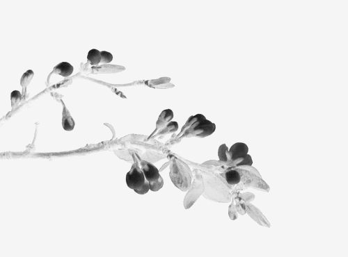 我就是那朵花——我就是那朵迷失的花，生长...