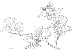 B7fh2_butterfly采集到白描
