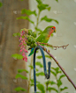 自由,玫瑰色面相思鸟,垂直画幅,野生动物,图像,草,菲尼克斯市,美国,鸟类,无人