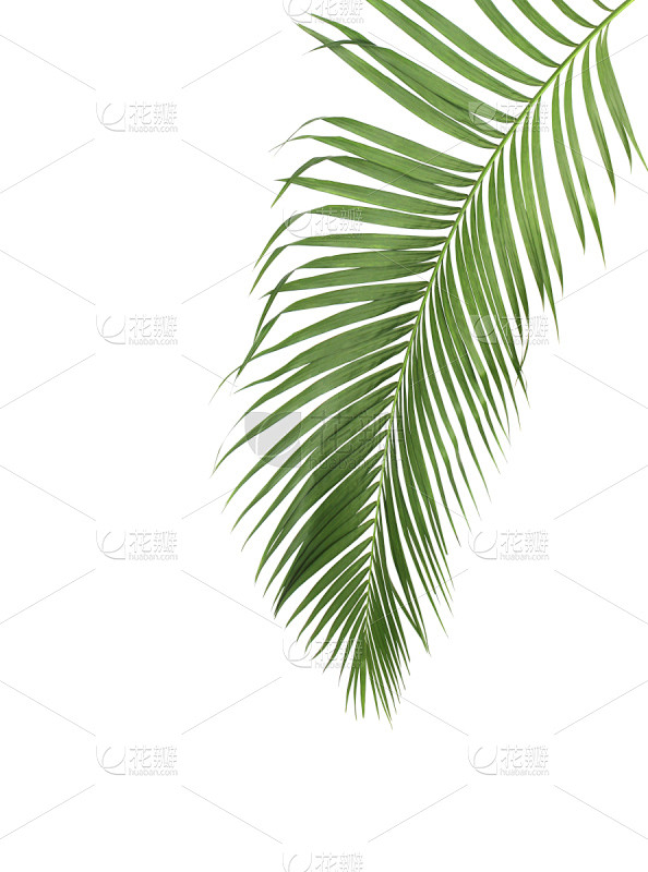 夏天,白色,叶子,式样,绿色,分离着色,...