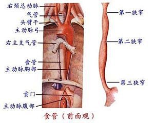 咽部部的解剖图_360图片搜索