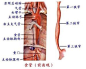咽部部的解剖图_360图片搜索