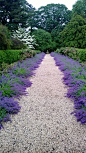 Catmint as path border at driveway A Visit to Planting Fields Arboretum