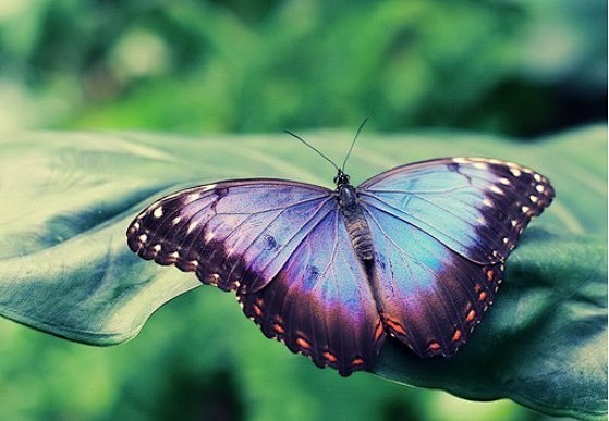 唯美的蝴蝶
