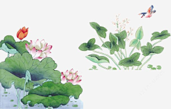 雨露100627采集到荷花
