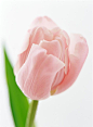 郁金香 红色 (2)