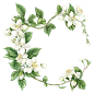 茉莉花-白色茉莉花花环绿叶免抠-图巨人