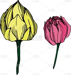 莲花,植物学,黑色,仅一朵花,荷花,壁纸,植物群,春天,花