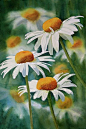 美国水彩艺术家 Sharon Freeman 的花卉水彩