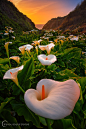 Photograph Calla Lilies by Ryan Engstrom on 500px